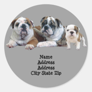 Bulldog Trio Address Label