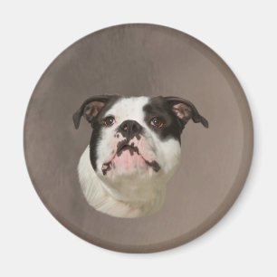Bulldog Water Colour Art Painting Magnet
