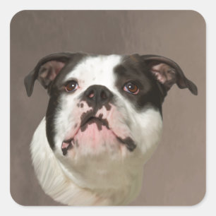 Bulldog Water Colour Art Painting Square Sticker