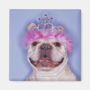 Bulldog wearing tiara magnet