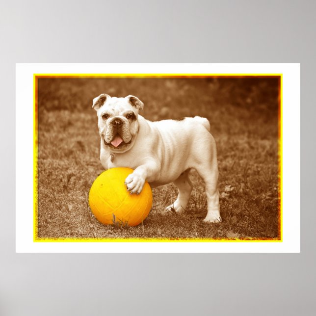 Bulldog With Ball Poster (Front)