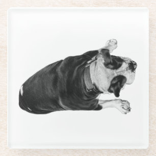 Bulldog with Cheerful Expression Glass Coaster