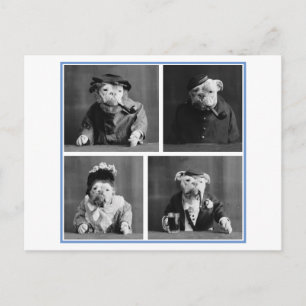 Bulldogs Dressed as Humans Vintage Oddity Postcard
