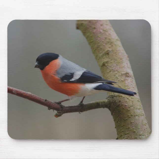 Bullfinch Mouse Mat (Front)