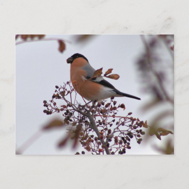 Bullfinch Postcard (Front)