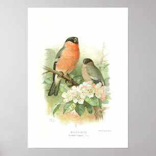Bullfinch Poster