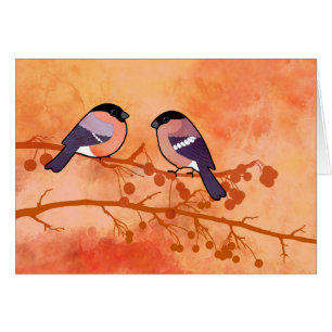 Bullfinch (Pyrrhula pyrrhula)