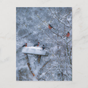 Bullfinches Post Card