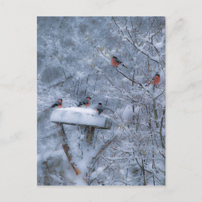 Bullfinches Post Card (Front)