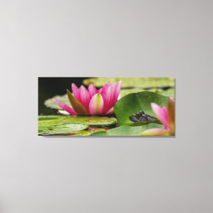 Bullfrog Among Water Lilies Canvas Print