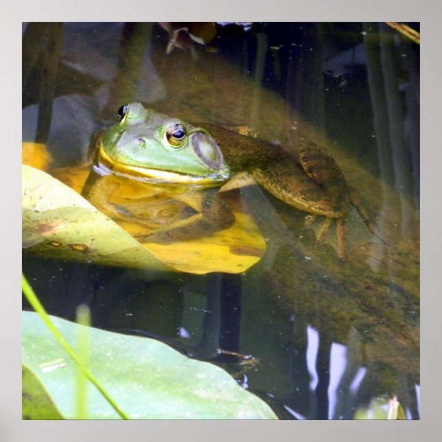 Bullfrog Bathing Beauty Poster (Front)
