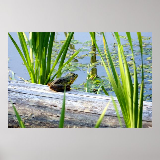 Bullfrog Bliss Poster (Front)