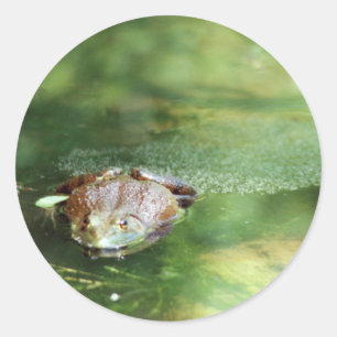 Bullfrog Classic Round Sticker