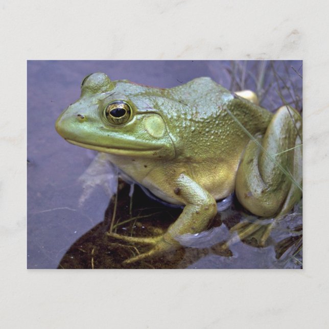 Bullfrog, Lake St. Peter, Ontario, Canada Postcard (Front)