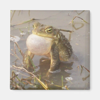 Bullfrog Magnet