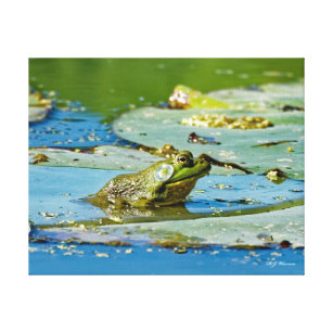 Bullfrog on a Lily Pad 11x14 Canvas Print