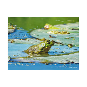 Bullfrog on a Lily Pad 18x24 Canvas Print