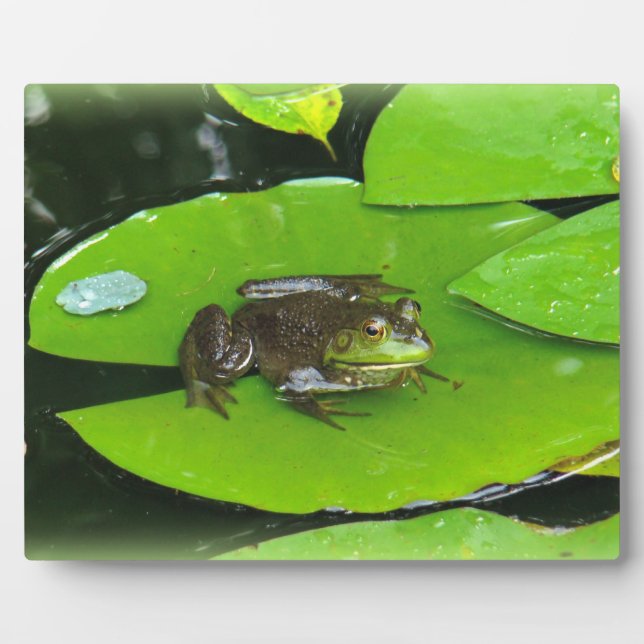 Bullfrog on Lilypads Plaque (Front)