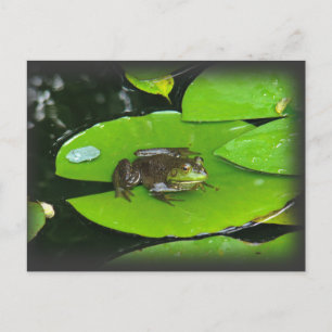 Bullfrog on Lilypads Postcard