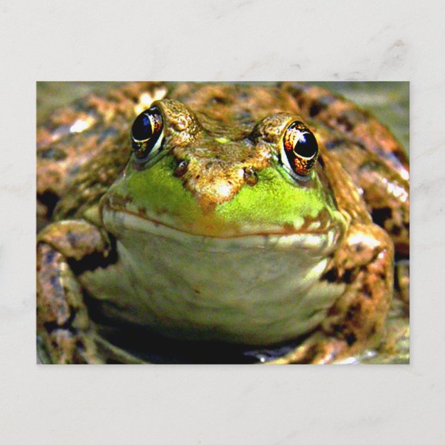Bullfrog Photo Postcard (Front)