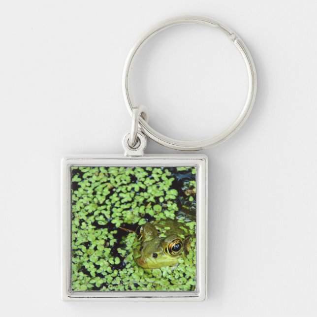 Bullfrog (Pyxicephalus adspersus) in duckweed Key Ring (Front)