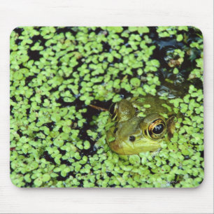 Bullfrog (Pyxicephalus adspersus) in duckweed Mouse Mat