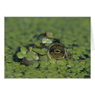 Bullfrog, Rana catesbeiana, adult in duckweed