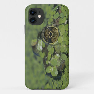 Bullfrog, Rana catesbeiana, adult in duckweed iPhone 11 Case