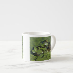 Bullfrog, Rana catesbeiana, adult in duckweed Espresso Cup