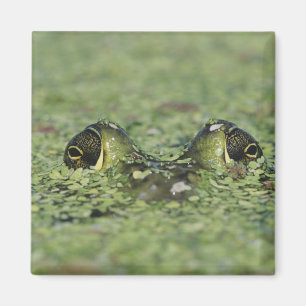 Bullfrog, Rana catesbeiana, adult in duckweed Magnet