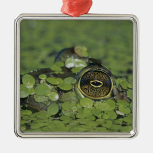 Bullfrog, Rana catesbeiana, adult in duckweed Metal Tree Decoration