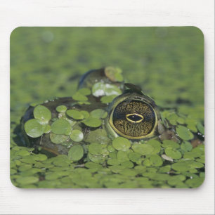 Bullfrog, Rana catesbeiana, adult in duckweed Mouse Mat