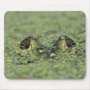 Bullfrog, Rana catesbeiana, adult in duckweed Mouse Mat