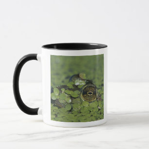 Bullfrog, Rana catesbeiana, adult in duckweed Mug