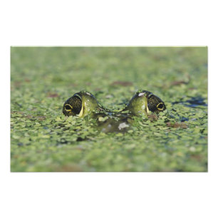 Bullfrog, Rana catesbeiana, adult in duckweed Photo Print