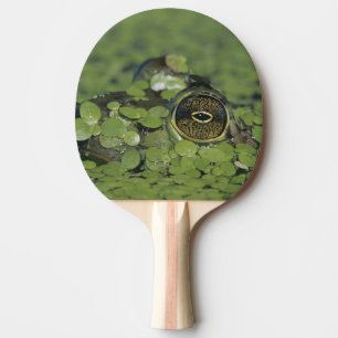Bullfrog, Rana catesbeiana, adult in duckweed Ping Pong Paddle