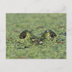 Bullfrog, Rana catesbeiana, adult in duckweed Postcard