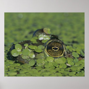 Bullfrog, Rana catesbeiana, adult in duckweed Poster