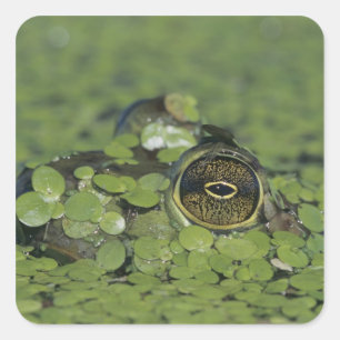 Bullfrog, Rana catesbeiana, adult in duckweed Square Sticker