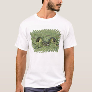 Bullfrog, Rana catesbeiana, adult in duckweed T-Shirt