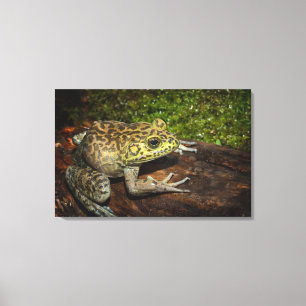 Bullfrog, Rana catesbeiana Canvas Print