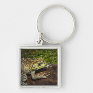 Bullfrog, Rana catesbeiana Key Ring
