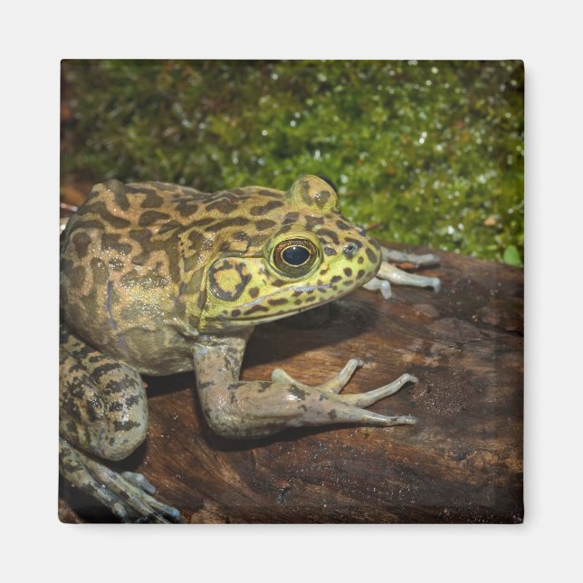 Bullfrog, Rana catesbeiana Magnet (Front)