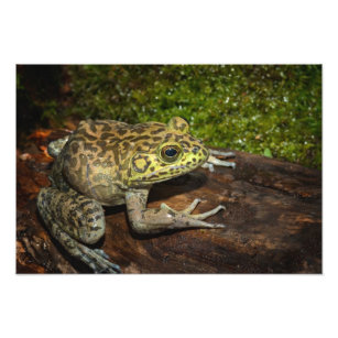 Bullfrog, Rana catesbeiana Photo Print