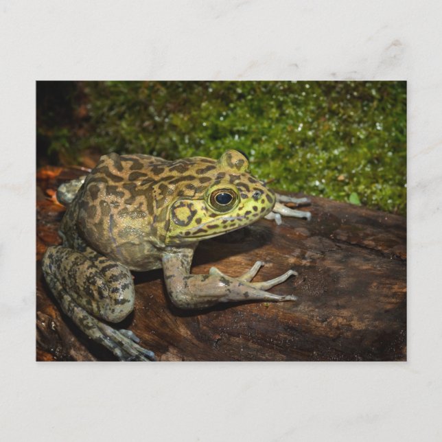 Bullfrog, Rana catesbeiana Postcard (Front)