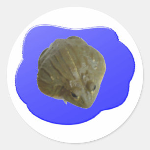 Bullfrog Sticker