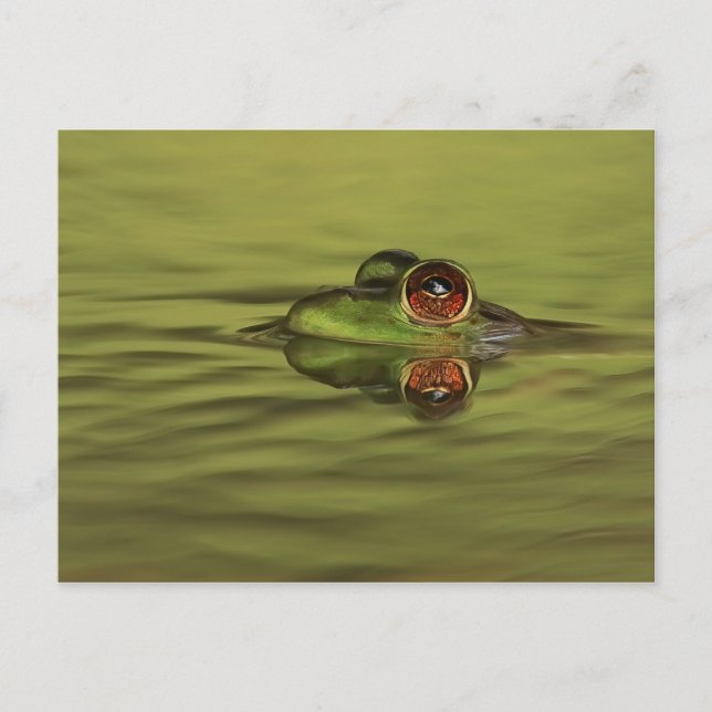 Bullfrog Swimming Postcard (Front)