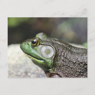 Bullfrog Thoughts Nature Photography Postcard