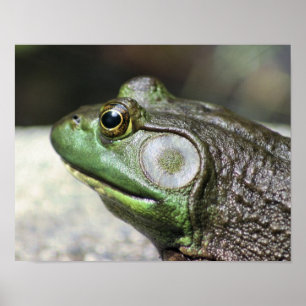 Bullfrog Thoughts Nature Poster