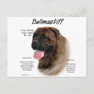 Bullmastiff (brindle) History Design Postcard